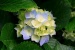 Needham Garden Tour: June 3, 2012