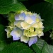 Needham Garden Tour: June 3, 2012